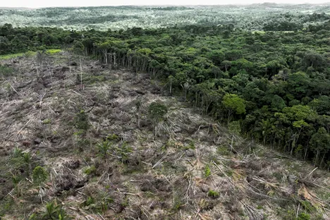 Deforested rainforest